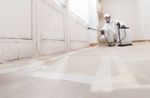 24/7 Emergency Attic Mold Remediation experts in Ferndale, PA