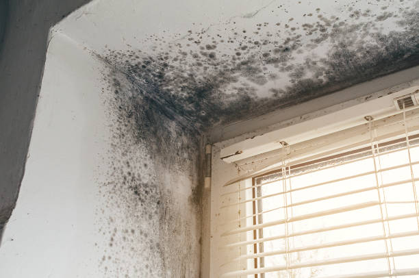 Affordable Attic Mold Remediation solutions in Ferndale, PA