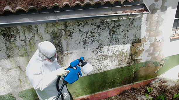 Top rated local Attic Mold Remediation specialists in Ferndale, PA